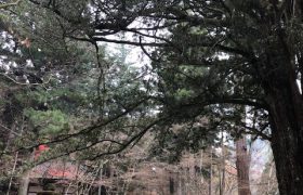 もみじだより（11月27日更新）