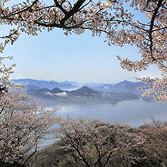 桜と瀬戸内海