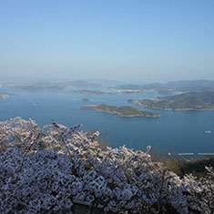 桜と瀬戸内海