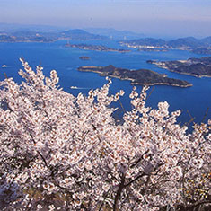 桜と瀬戸内海