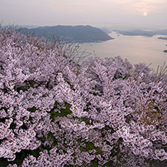 桜と朝日