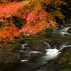 佛通寺の紅葉