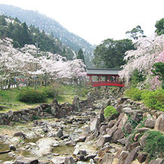 御調八幡宮の桜