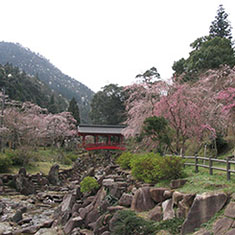 御調八幡宮の桜