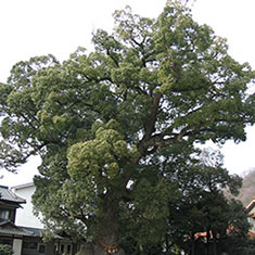 糸碕神社