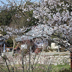 棲眞寺の桜