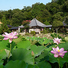 棲眞寺の蓮