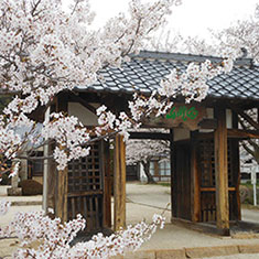 白滝山の桜