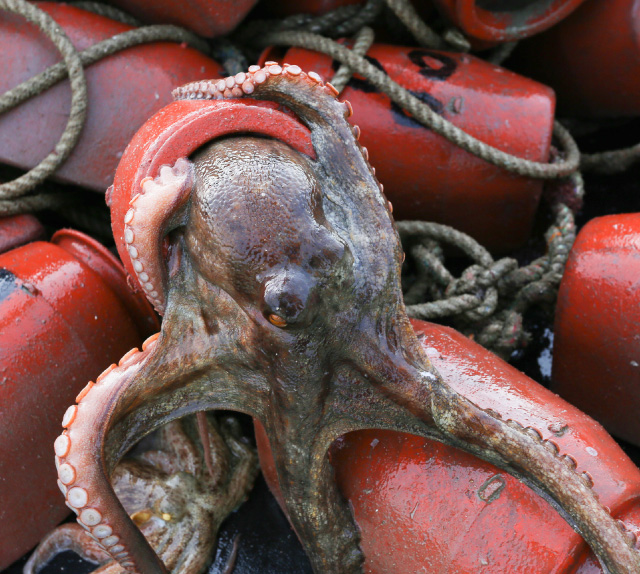 三原のタコ漁は、タコつぼを沈めて獲るタコつぼ漁