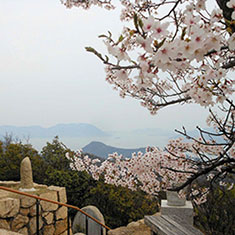 白滝山の桜