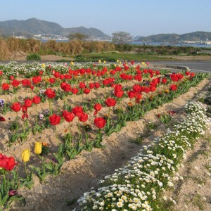 佐木島の花々