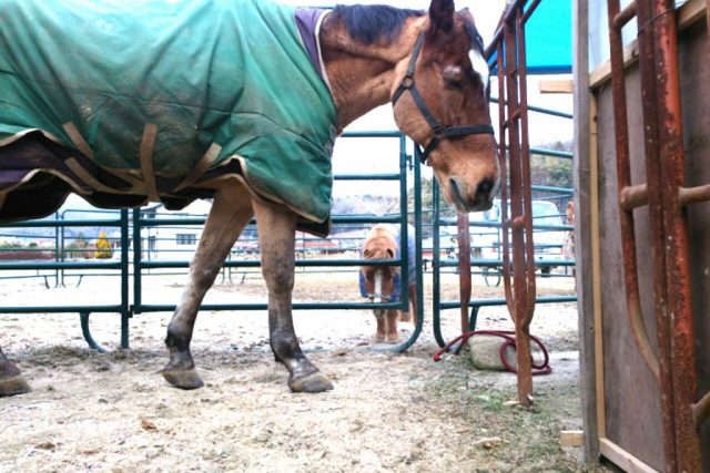 馬・・・　クラブにいる大きな馬とミニチュアホース　どちらも馬です