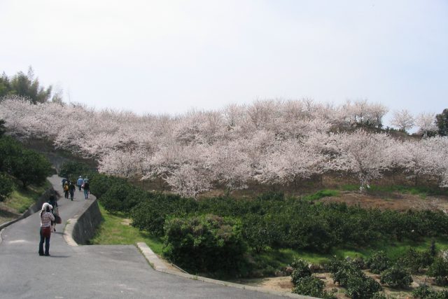 塔の峰千本桜