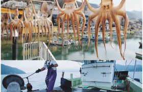 第３０回タコ供養開催のお知らせ
